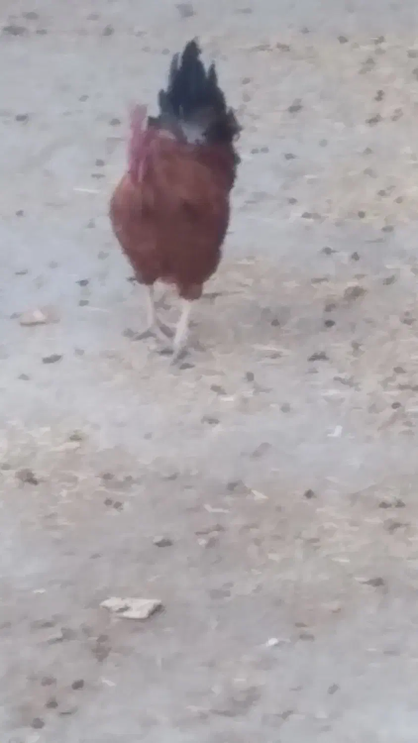 خروس محلی کردی سالم|حیوانات مزرعه|ماهیدشت, |دیوار