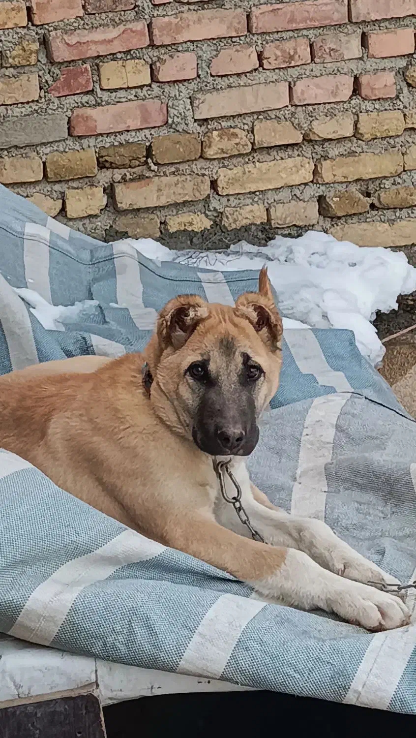 سگی|سگ|مرند, |دیوار