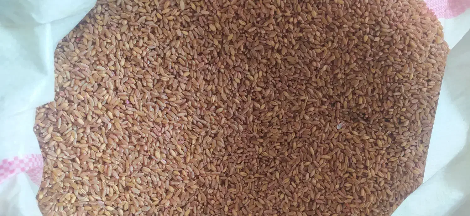 گندم شب رنگ بوجاری شده|گل و گیاه طبیعی|سرپل ذهاب, |دیوار