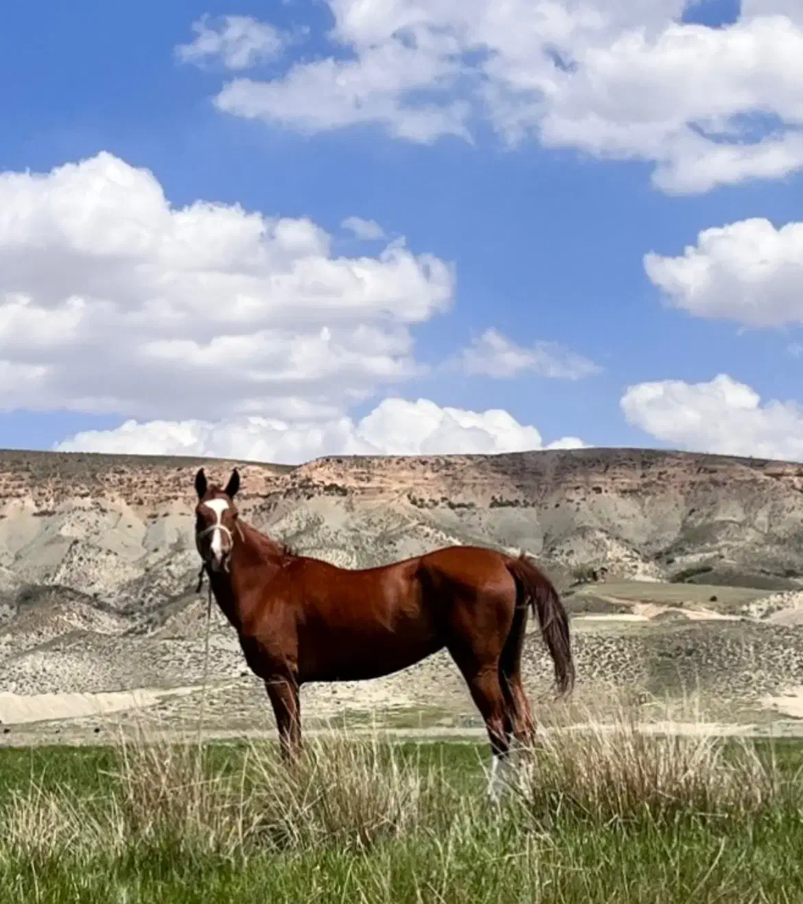 مادیون ترکمن ۴ به ۵|اسب و تجهیزات اسبسواری|قائمشهر, |دیوار