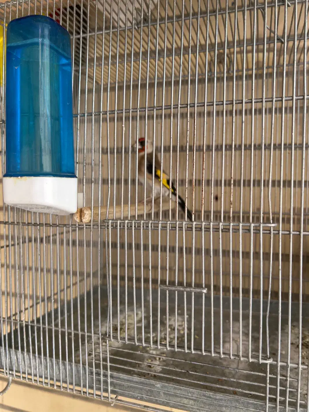 سهره ماده|پرنده|فولادشهر, B8|دیوار