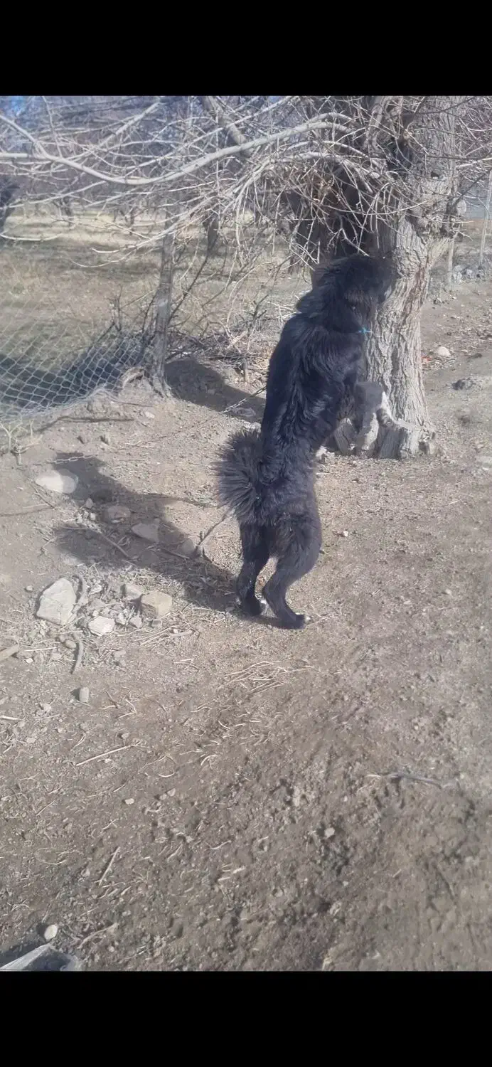 توله قهدریجونی|سگ|سیلاخور, |دیوار