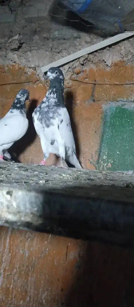 اسباب بازی|اسباببازی|ایرانشهر, |دیوار