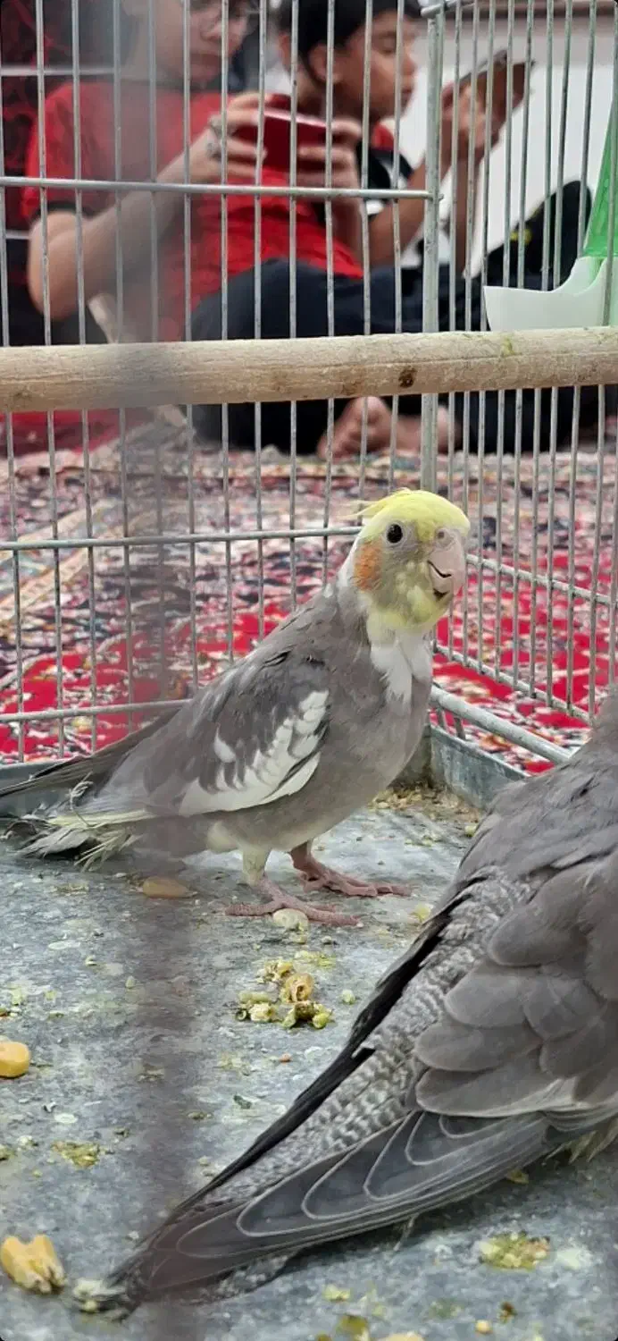 فروش یک جفت عروس هلندی جوان و سرحال|پرنده|خزل, |دیوار