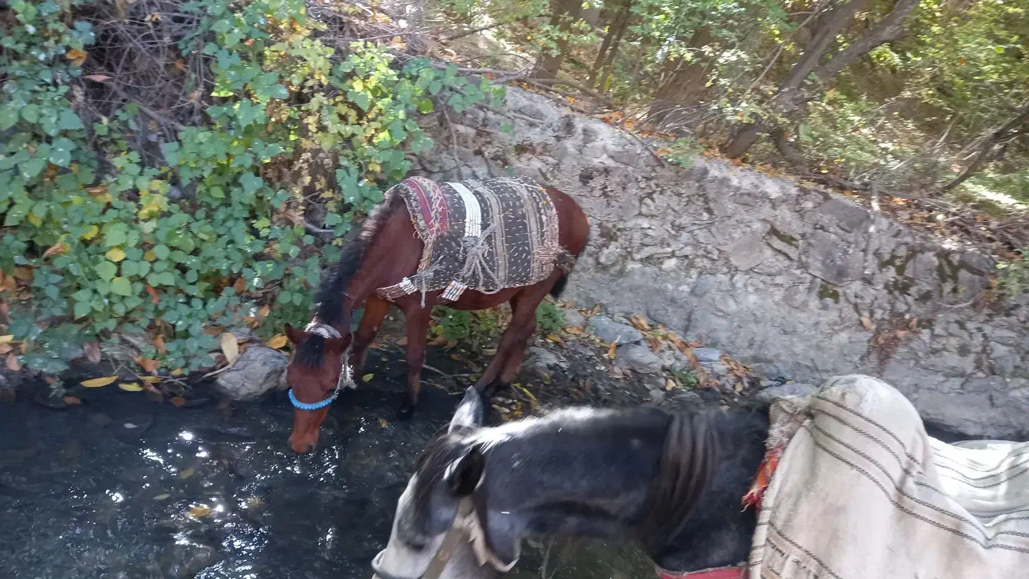 کره اسب۸ماه سالم سرحال تندتیز|اسب و تجهیزات اسب‌سواری|مریوان, |دیوار