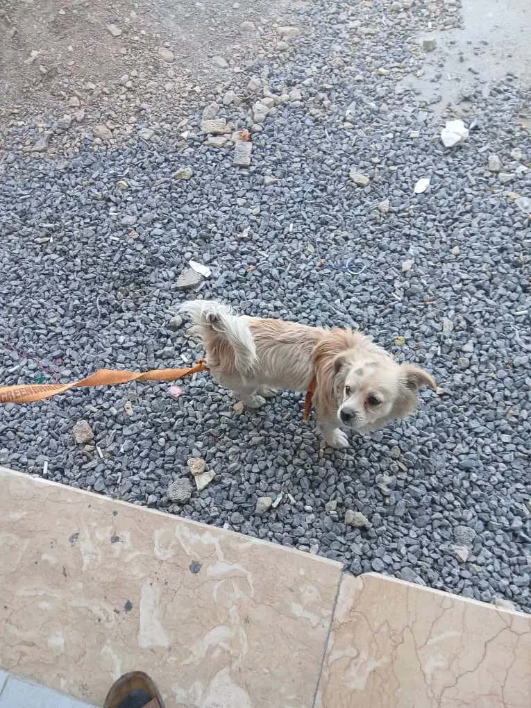 سگ گمشده|حیوانات|فولادشهر, سایت صنعتی کاوه|دیوار