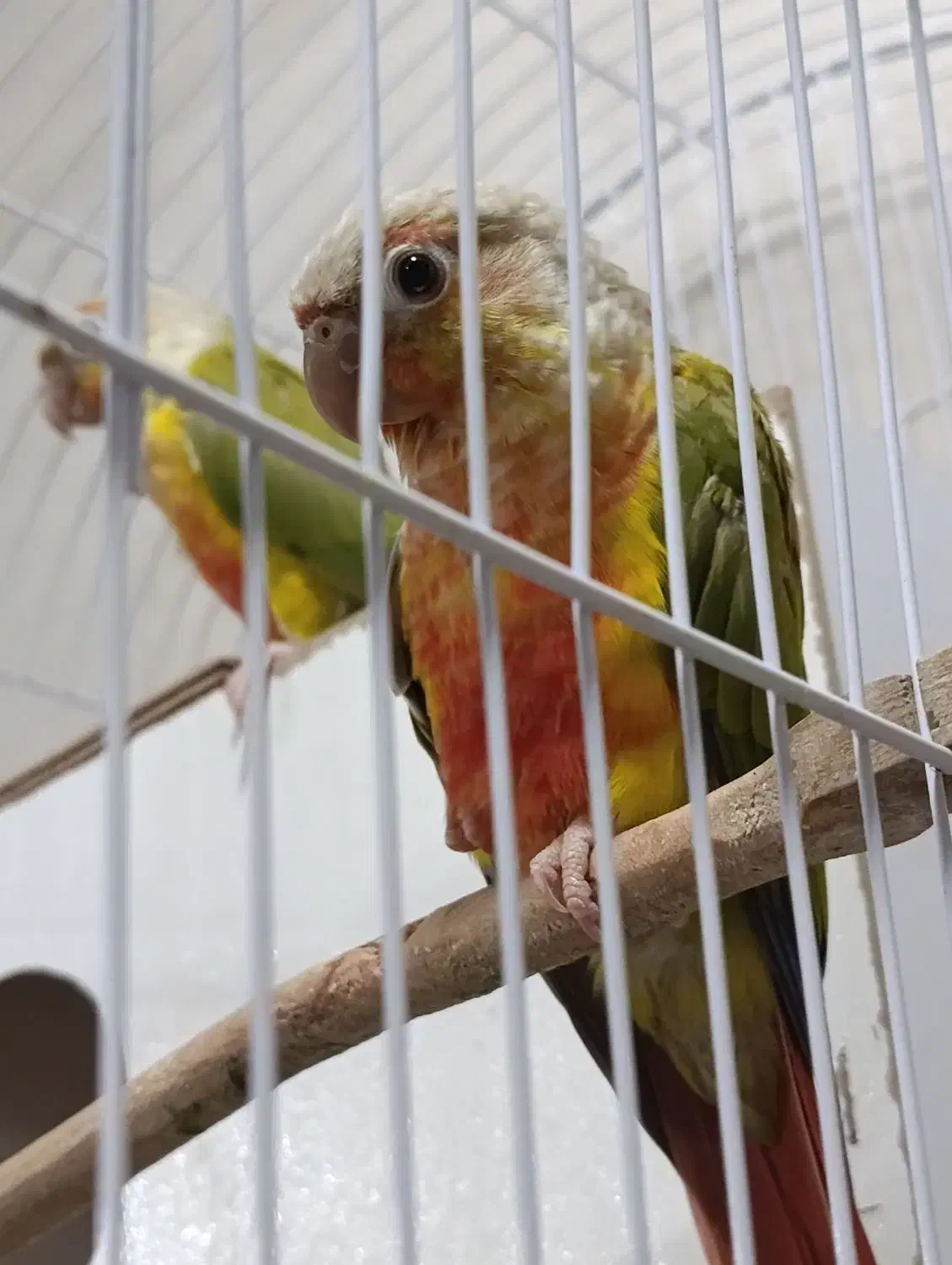 عروس هلندی کوتوله مرغ عشق گلدین نرگسی قناری|پرنده|مشهد, شهرک بهارستان|دیوار