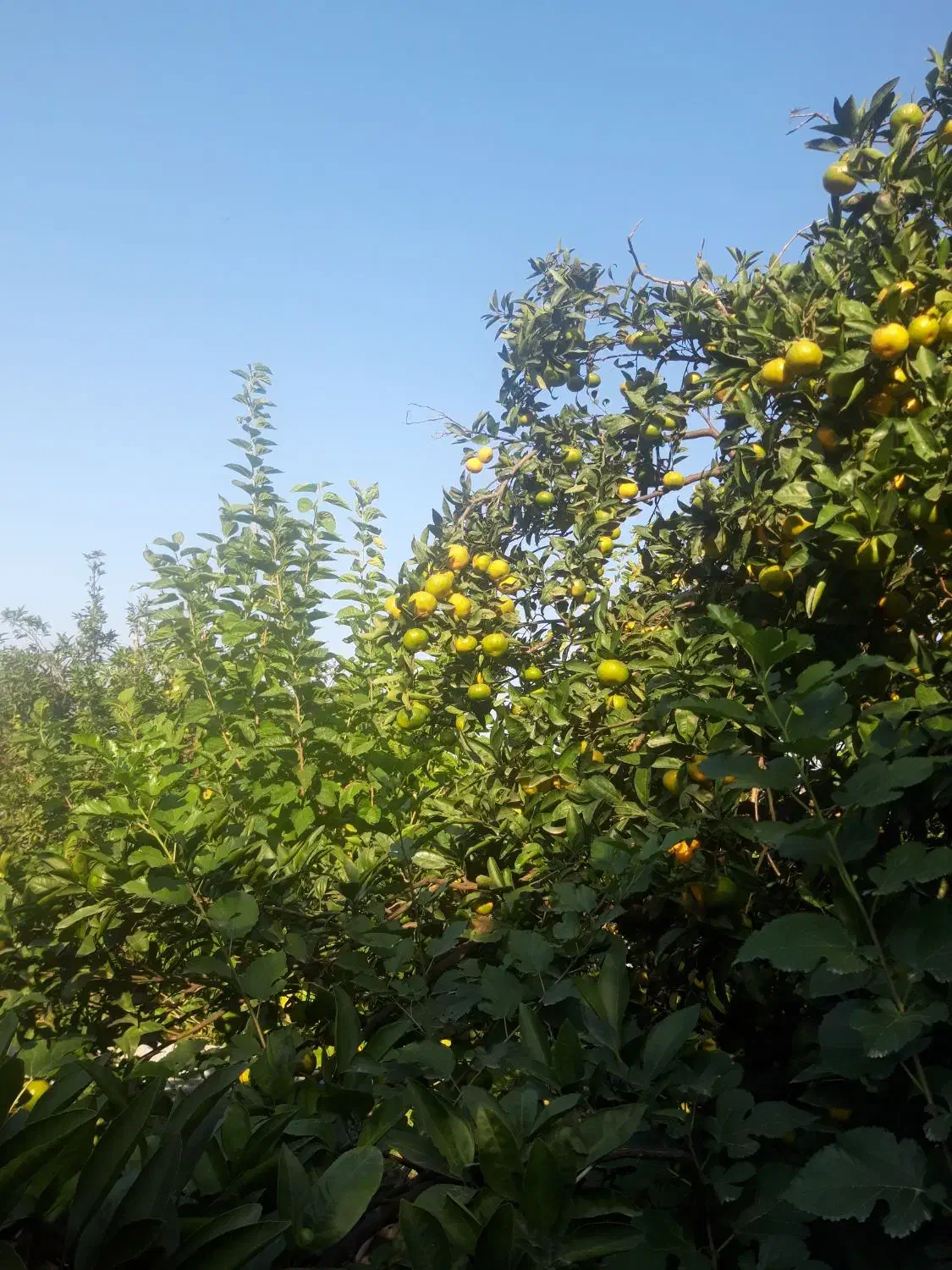 نارنگی محلی( انشو) پیج و یافاو لیمو ترش|خوردنی و آشامیدنی|جویبار, |دیوار