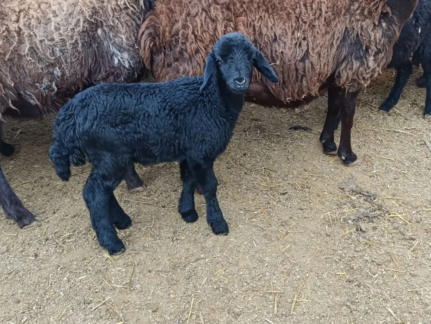 بره شیری ماده|حیوانات مزرعه|فامنین, |دیوار