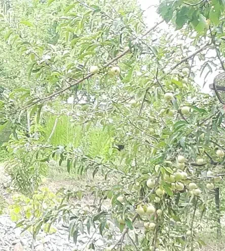 باغ حصار شده 700متری|فروش زمین و ملک کلنگی|صوفیان, |دیوار