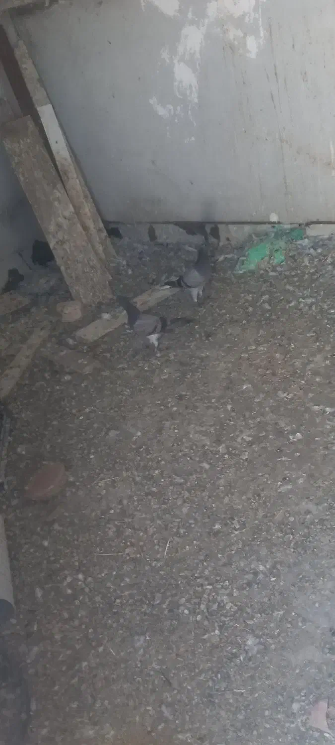 پرشی|پرنده|جغتای, |دیوار