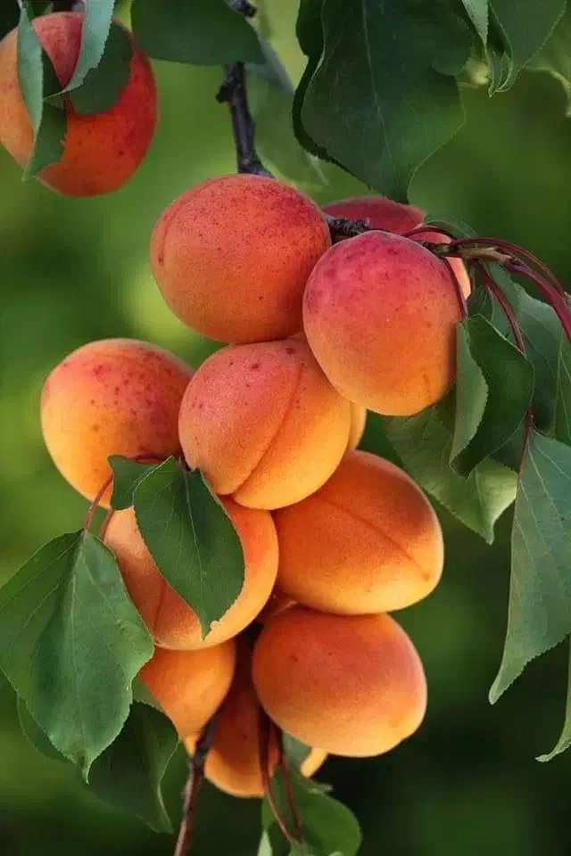 نهالستان سهند مولایی|خدمات باغبانی و درختکاری|اقلید, |دیوار