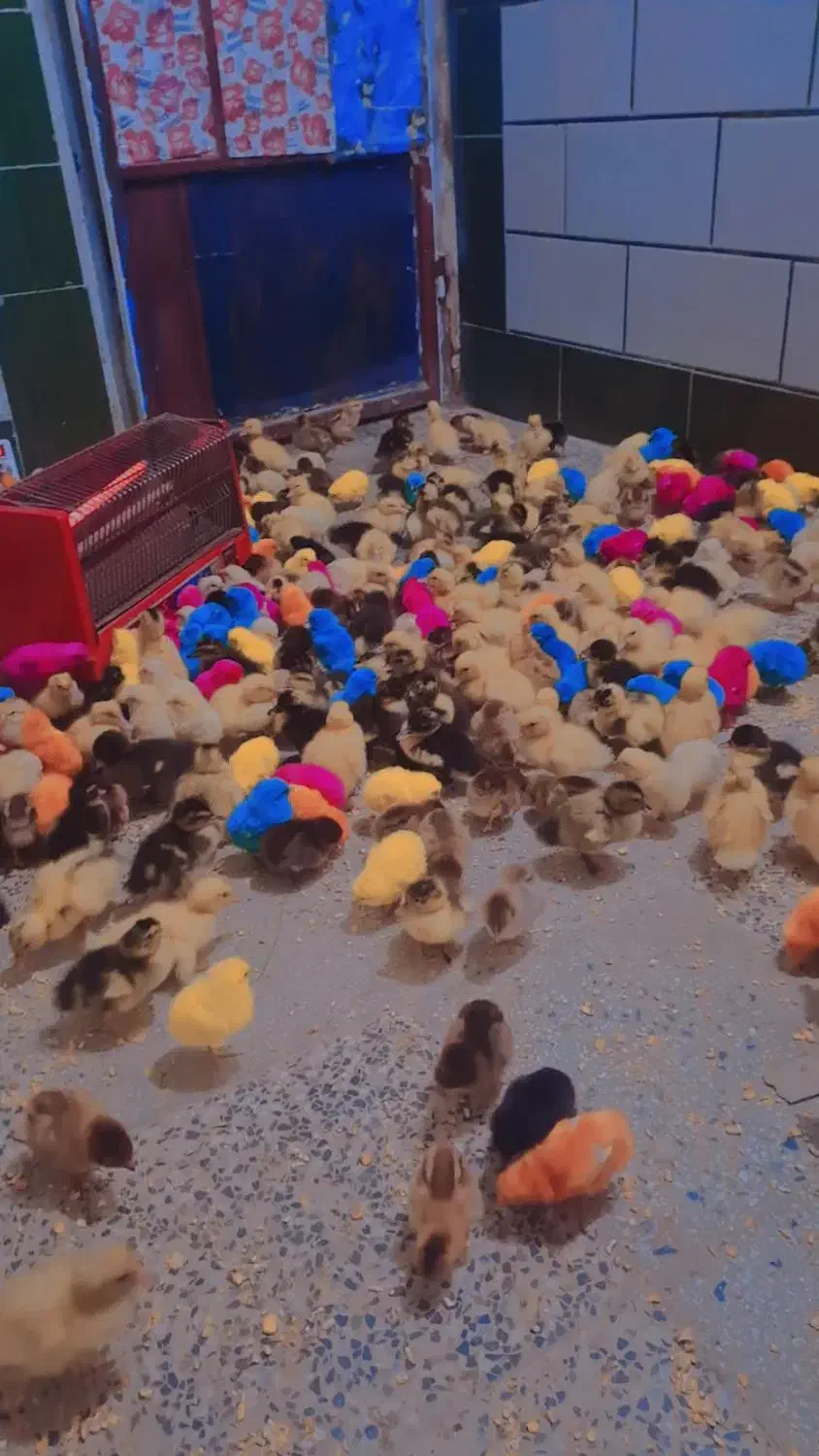 جوجه برای فروش دارم امیدیه|حیوانات مزرعه|امیدیه, |دیوار