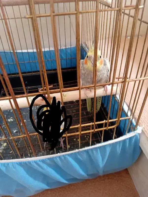 عروس هلندی ماده آماده تخم گذاری|پرنده|قم, علی آباد سعدگان|دیوار