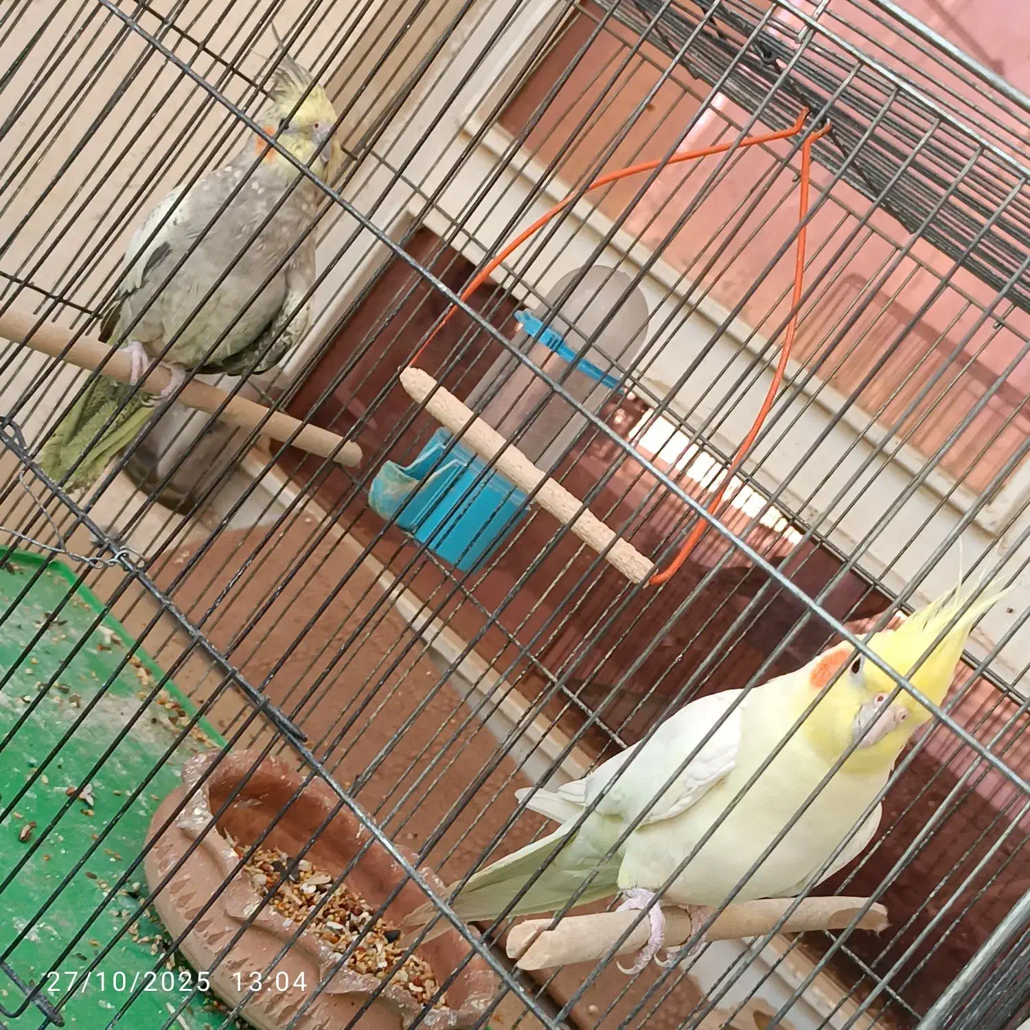 عروس هلندی|پرنده|دوگنبدان, |دیوار