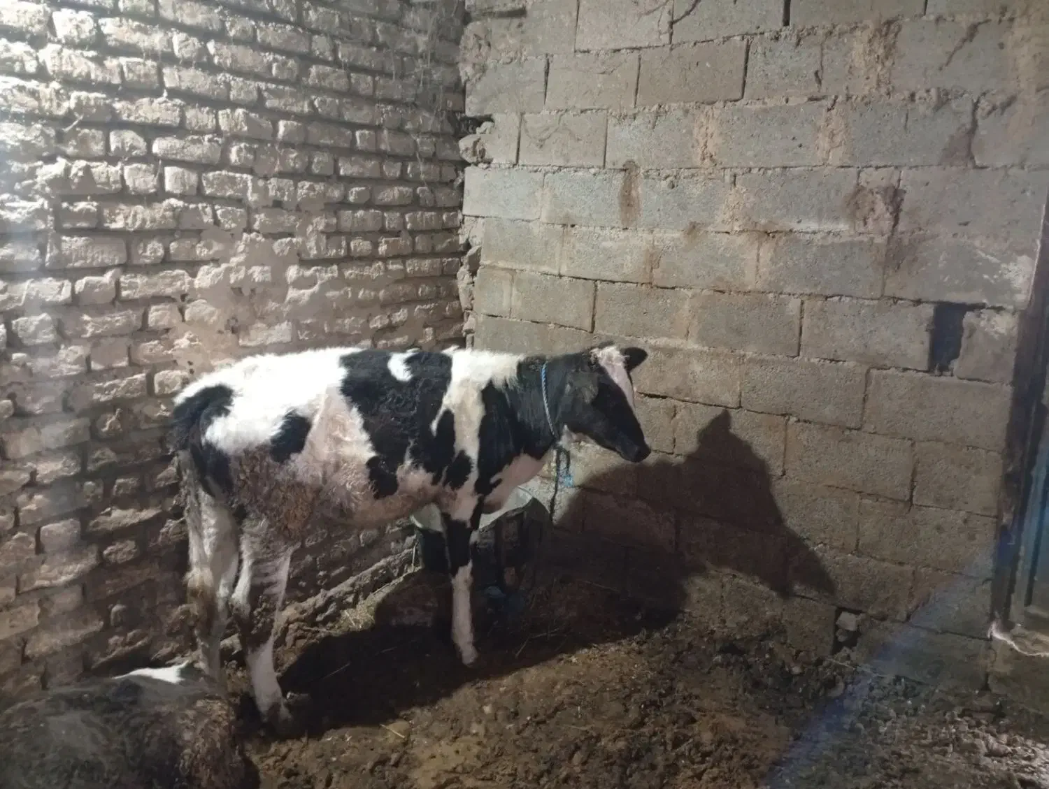 گوساله ماده|حیوانات مزرعه|دوزین, |دیوار