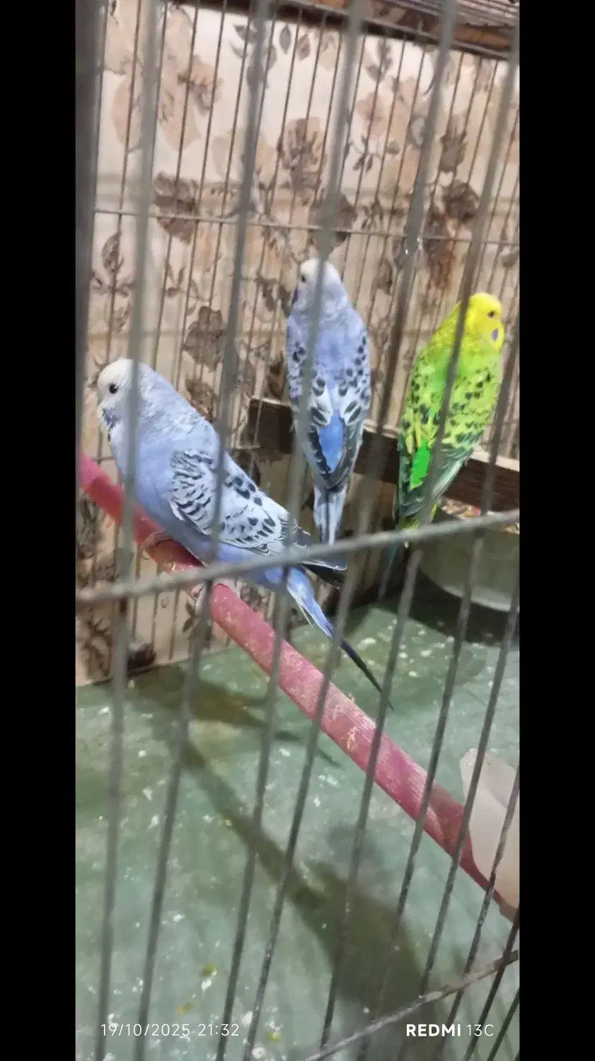 مرغ عشق انگلیسی|پرنده|کرمانشاه, |دیوار