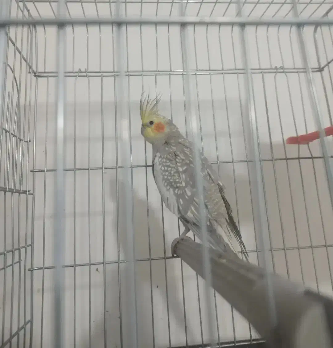 عروس هلندی|پرنده|خرمشهر, |دیوار