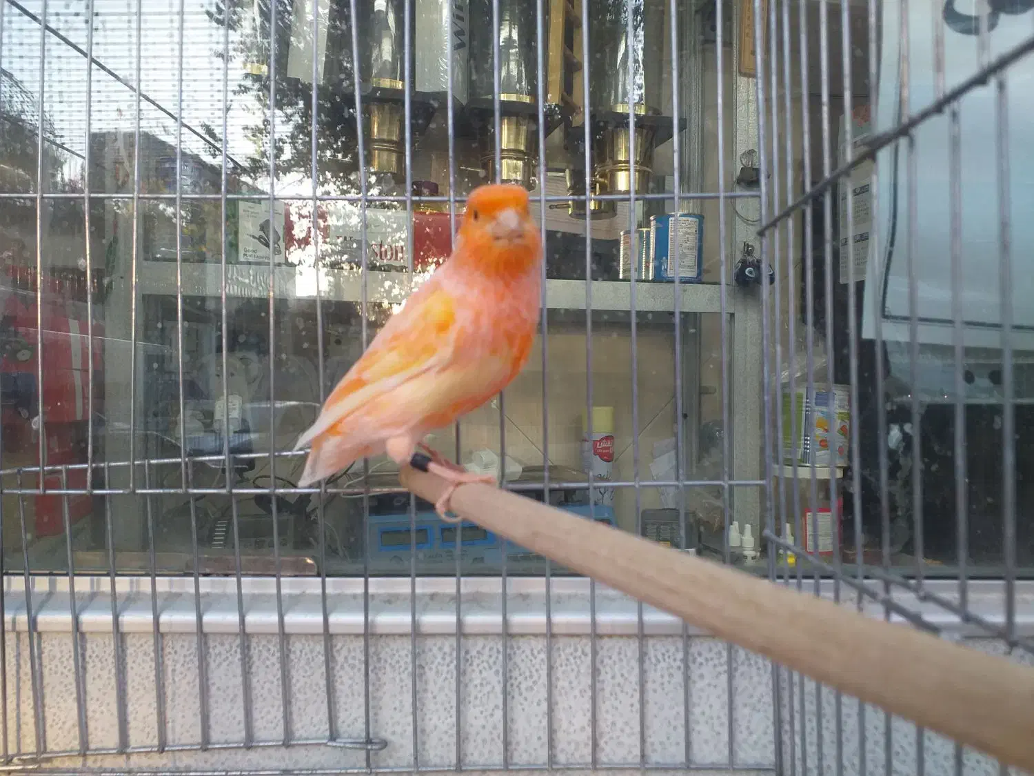 قناری نر شلاقی ماده آماده چمنی  لیزارد سرخ برفکی|پرنده|شهرضا, |دیوار