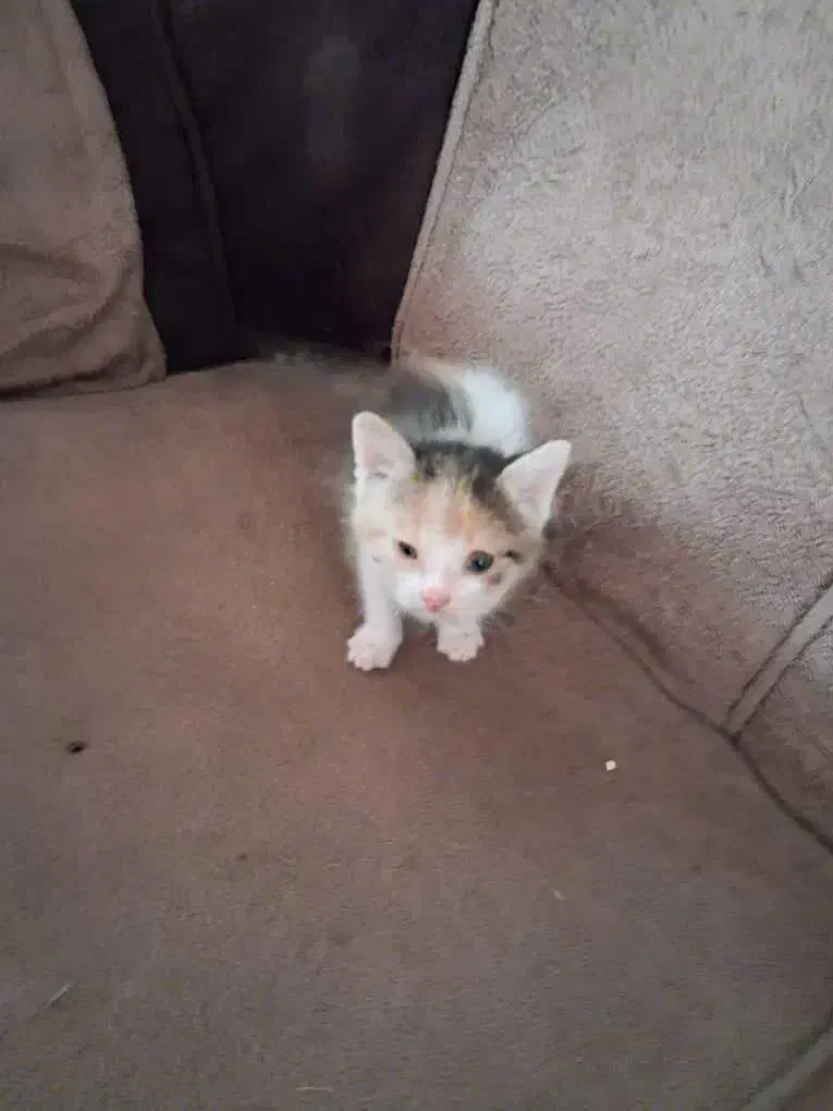 واگذاری رایگان گربه|گربه|کرمان, |دیوار