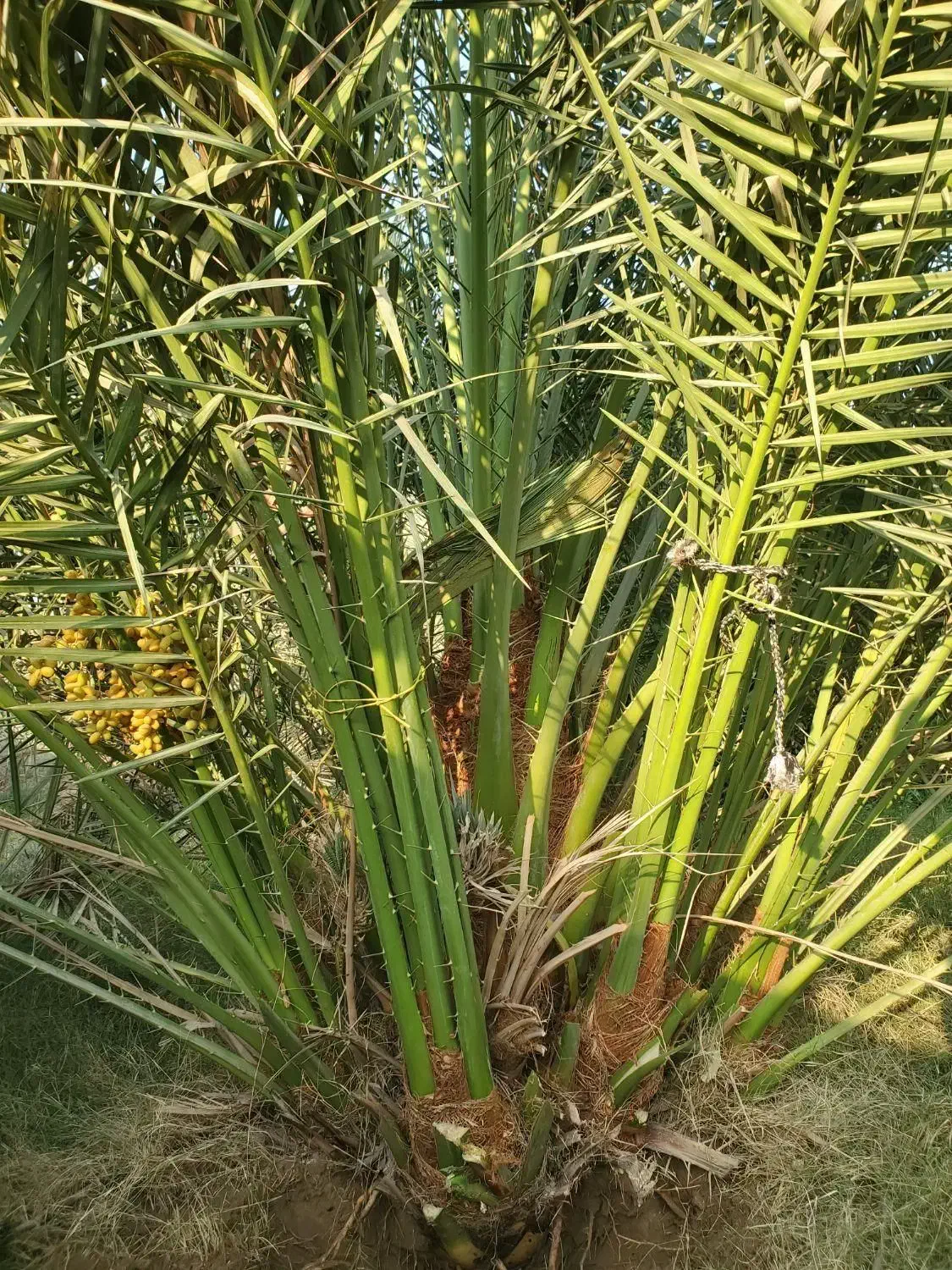 سرگرمی|گل و گیاه طبیعی|شنبه و طسوج, |دیوار