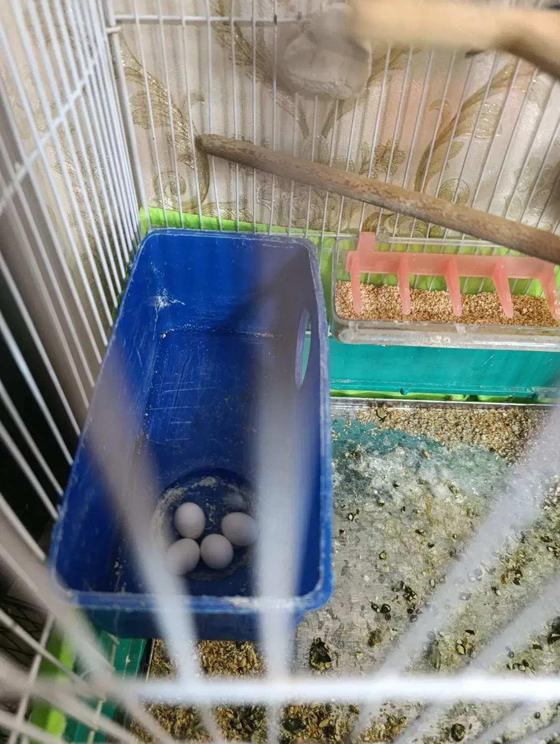 مرغ عشق ماده|پرنده|رودهن, |دیوار