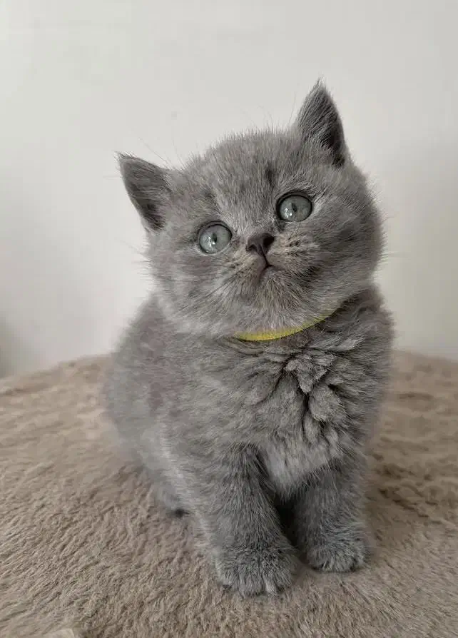 گربه|گربه|تهران, دروس|دیوار