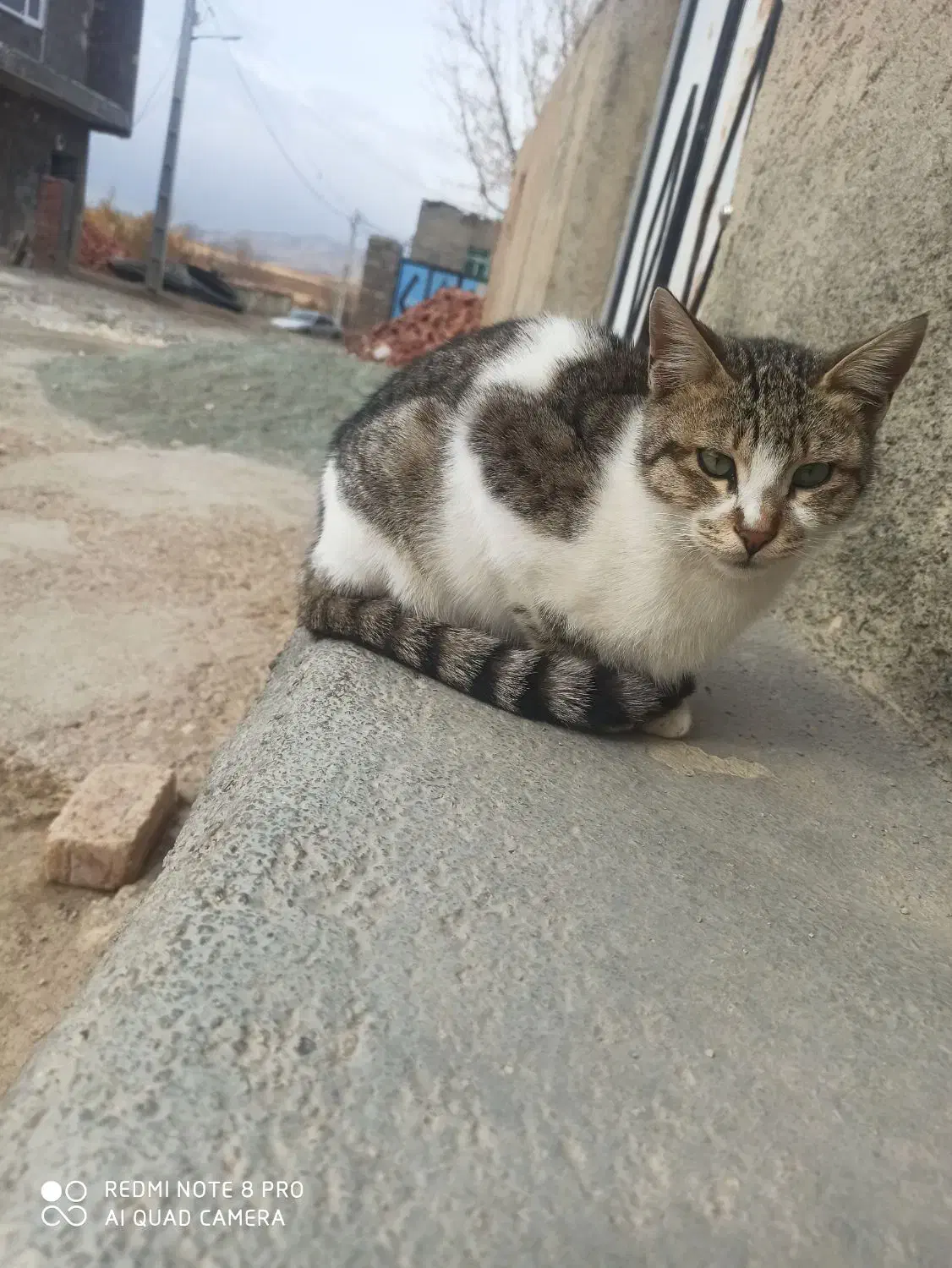 گربه خانگی|گربه|سنندج, |دیوار