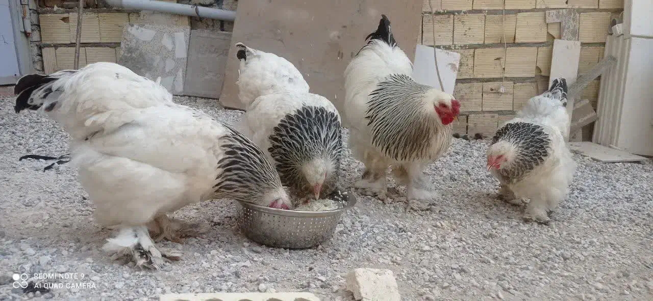 تخم مرغ نطفه دار برهما لایت غول پیکر اصل|حیوانات مزرعه|خمینیشهر, |دیوار