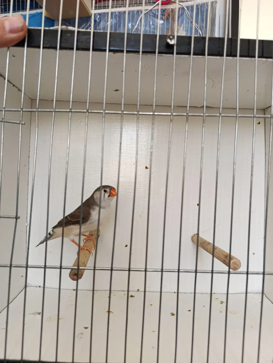 زبرا اروپایی و انگلیسی|پرنده|شیراز, حافظیه|دیوار