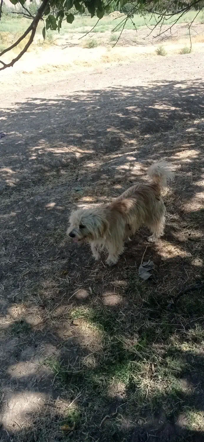 1111|سگ|لیلان, |دیوار