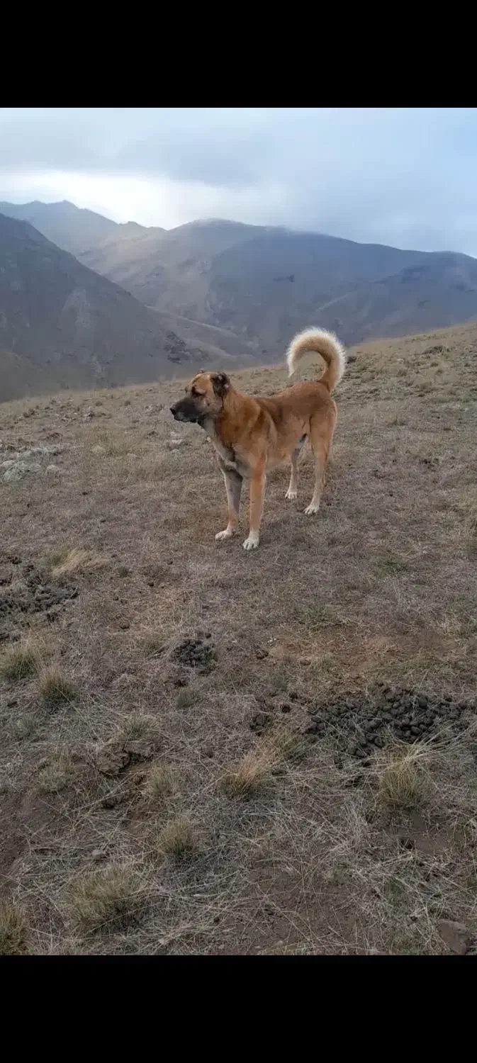 سگ گم شده|سگ|پارسآباد, |دیوار