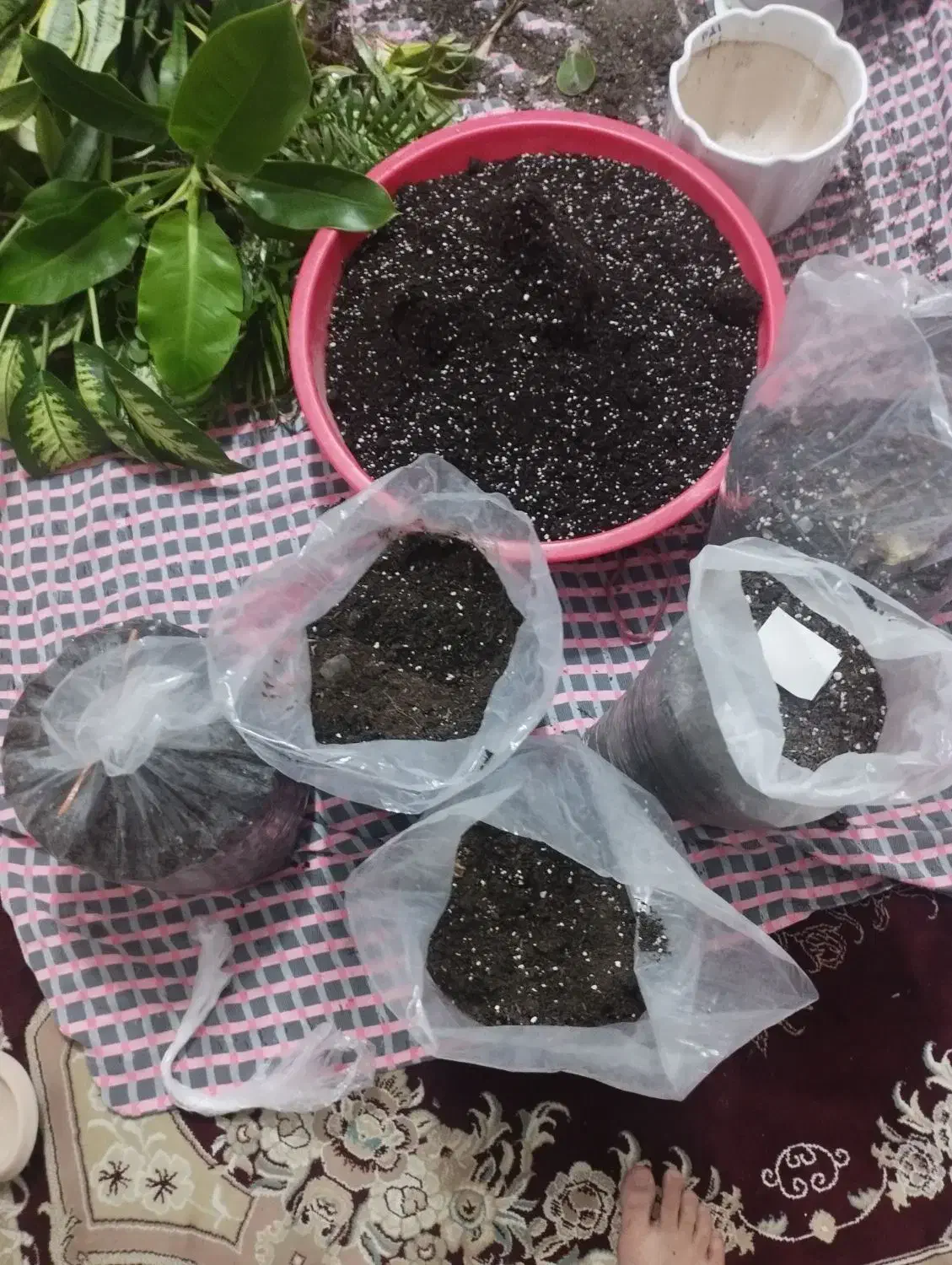 7عدد پلاستیک خاک برگ گل باهم|گل و گیاه طبیعی|رضوانشهر, |دیوار