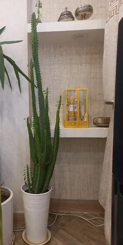 گل اپارتمانی|گل و گیاه طبیعی|اندیشه, اندیشه فاز ۱|دیوار