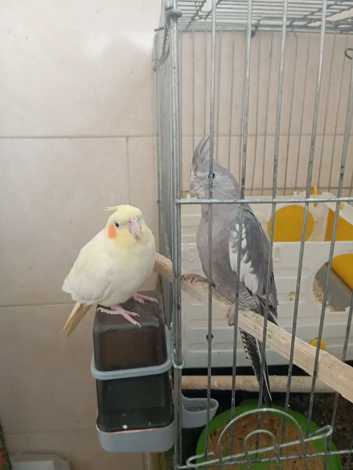 عروس هلندی|پرنده|خرمشهر, |دیوار