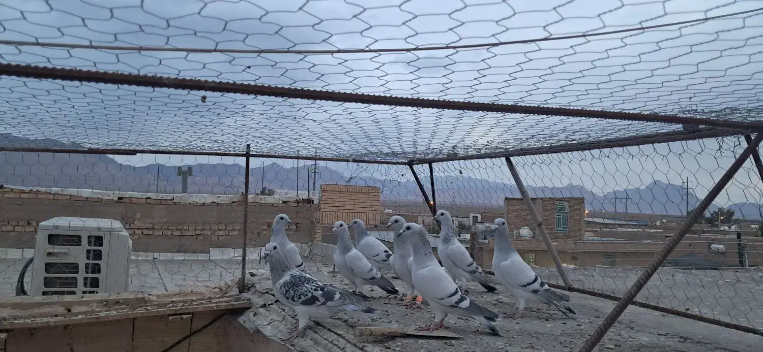 سبز کلاغ|پرنده|فردوس (کرمان), |دیوار