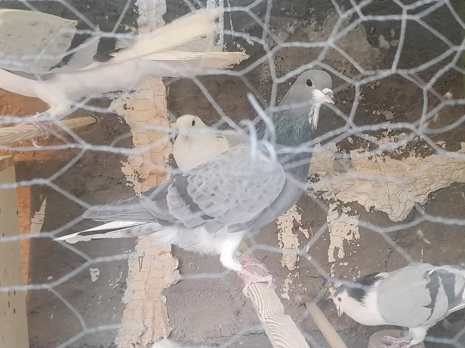 نر فولادی سر قدیم و نر خرقه|پرنده|برخوار, |دیوار