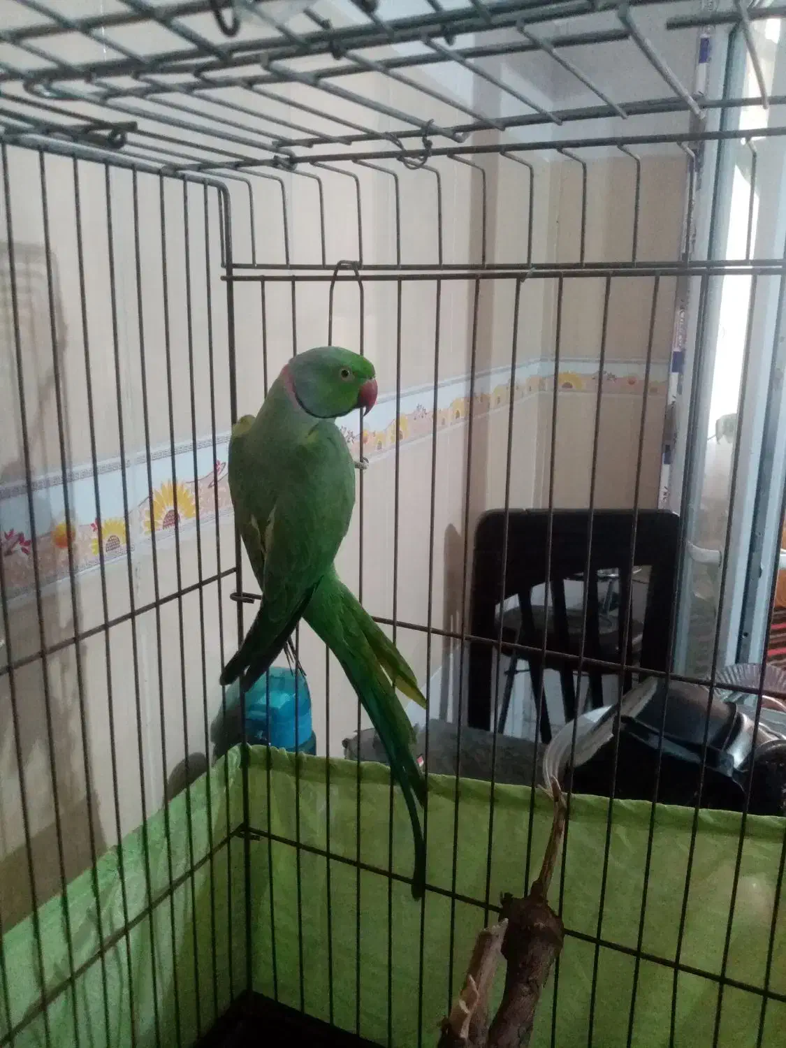 طوطی ملنگو نر مولد|پرنده|مینودشت, |دیوار