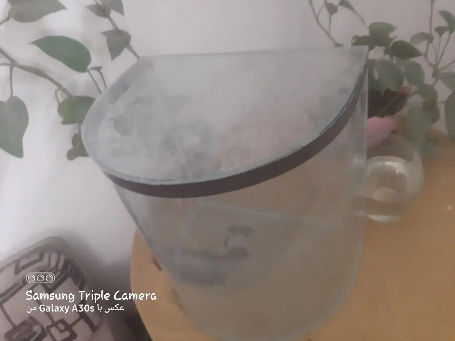 اکواریوم|ماهی|کرمان, |دیوار