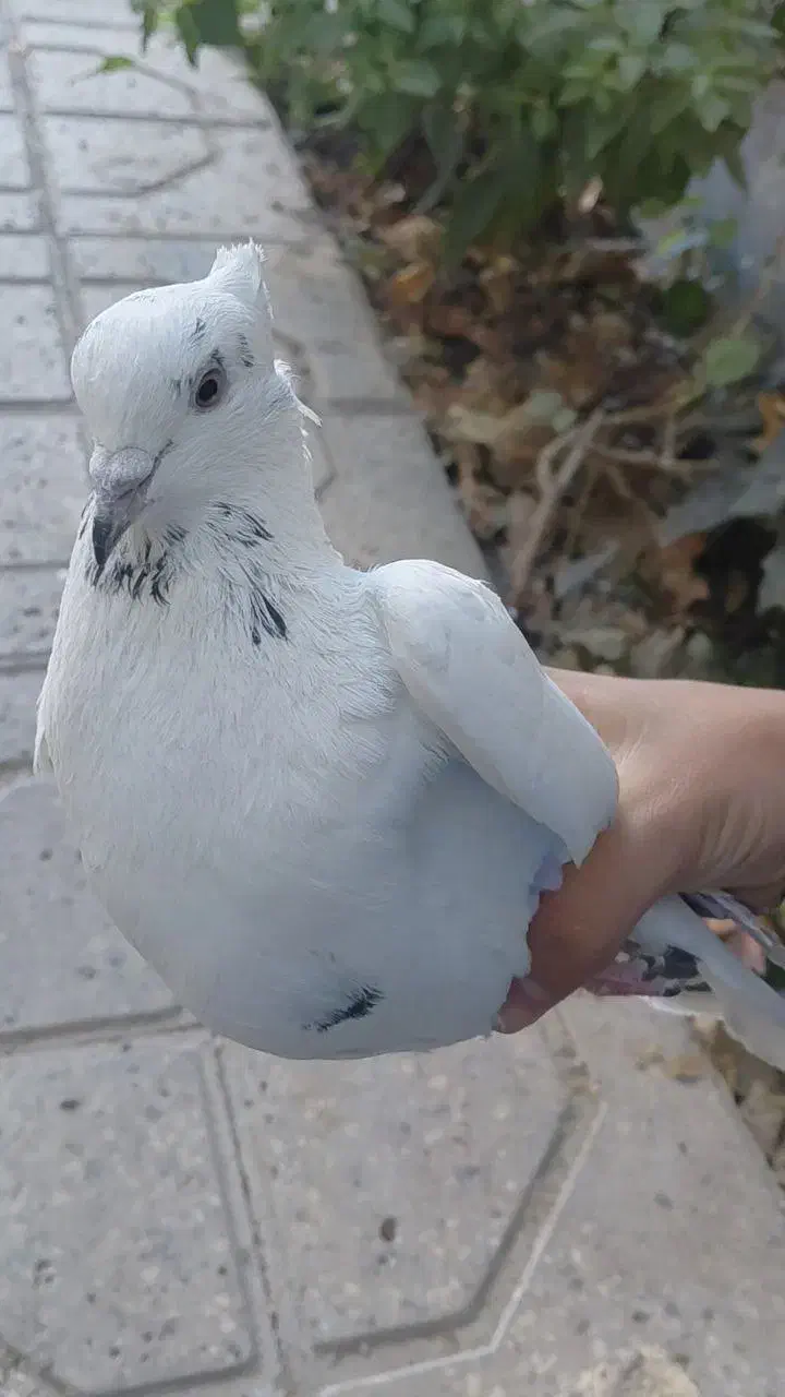 کفتر مسافتی|پرنده|شاهرود, |دیوار