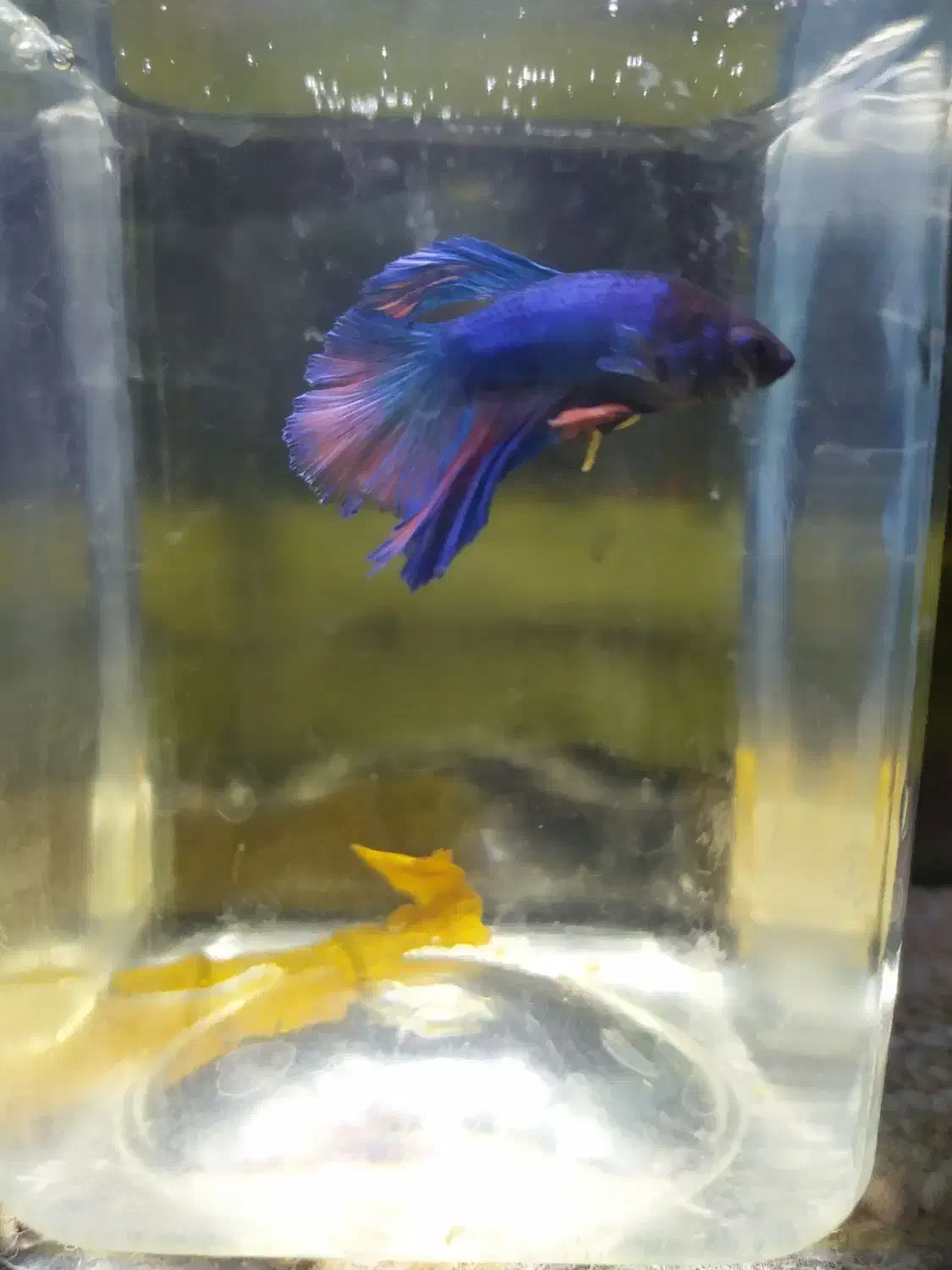 ماهی فایتر|ماهی|زاهدان, |دیوار