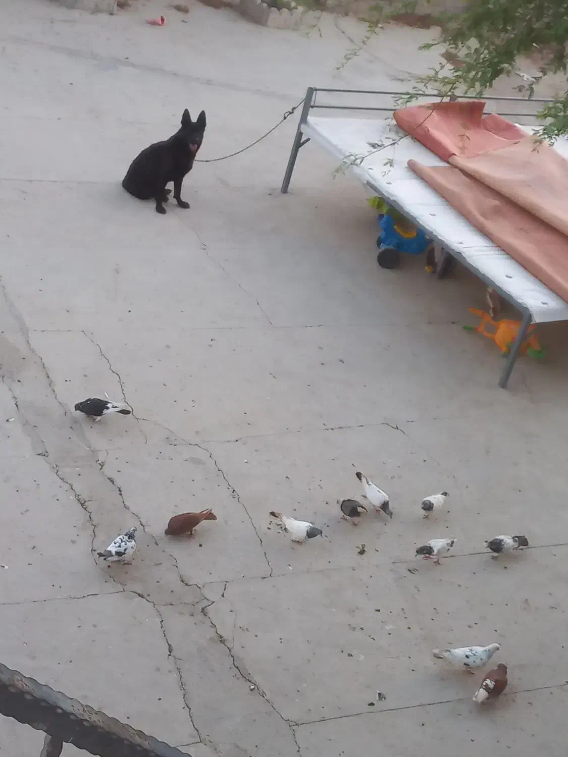 ژرمن بلک|سگ|قشم, |دیوار