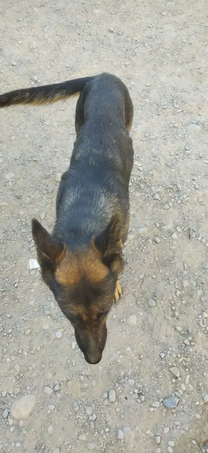 سگ ژرمن ماده|سگ|مشهد, همت آباد|دیوار