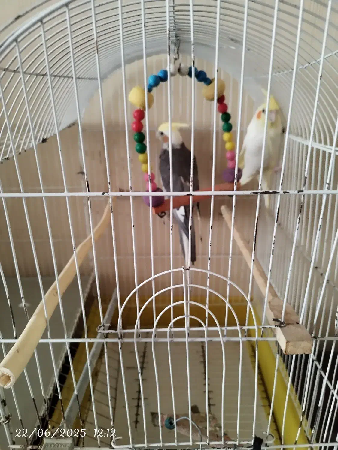 عروس هلندی جفت با قفس و لوازم زرنگ و باهوش دستی|پرنده|مشهد, نوید|دیوار