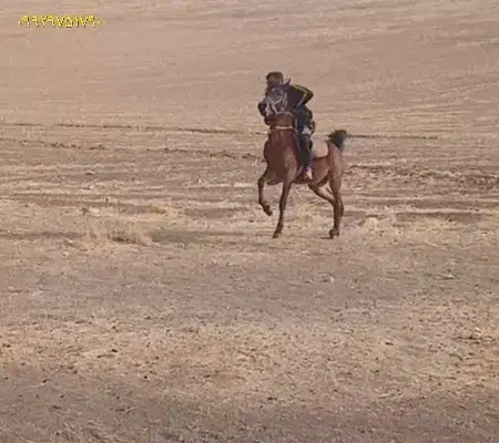 نریون عرب|اسب و تجهیزات اسب‌سواری|دورود, |دیوار