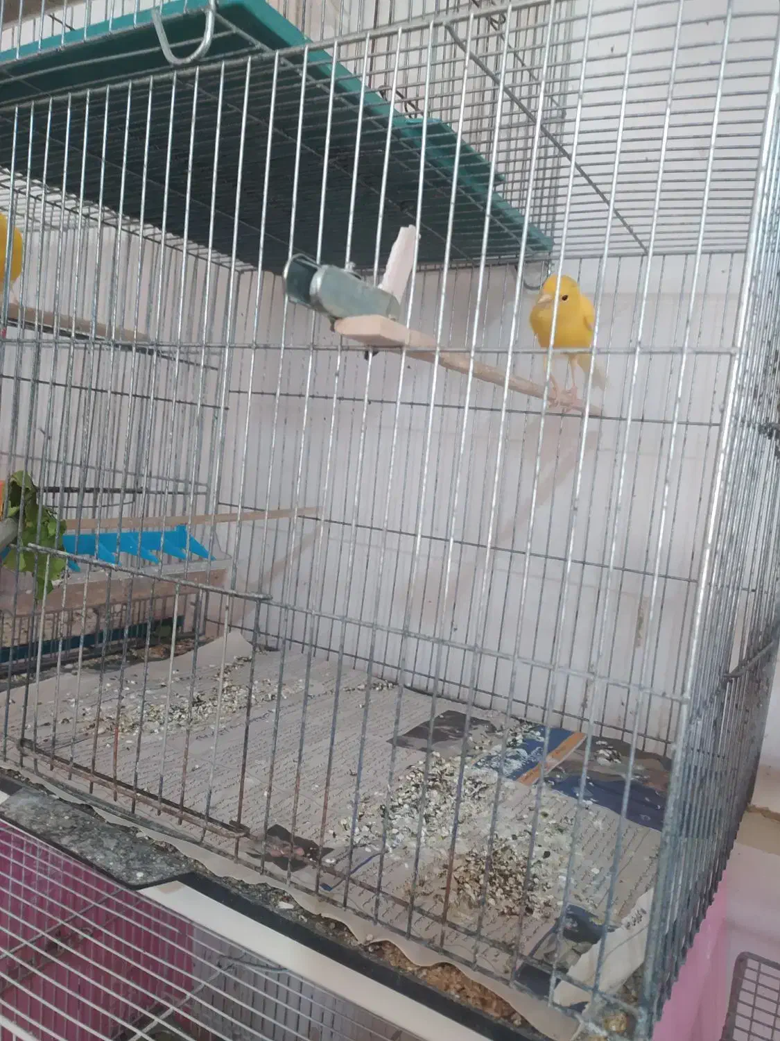 قناری رنگ روشن درجه 1|پرنده|قم, حاج خلیل|دیوار