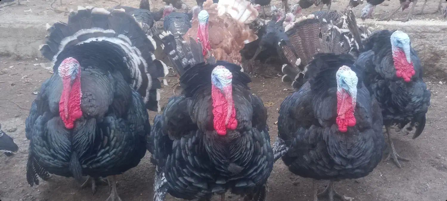 بوقلمون|حیوانات مزرعه|پارس‌آباد, |دیوار