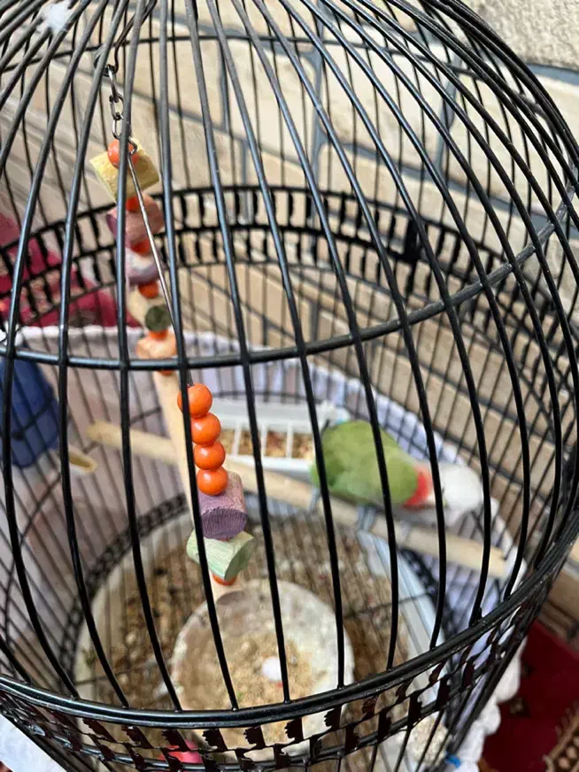 طوطی برزیلی|پرنده|ری, شهرری|دیوار