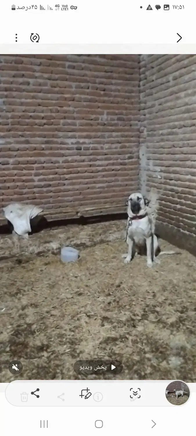 سگ م|سگ|مراغه, |دیوار