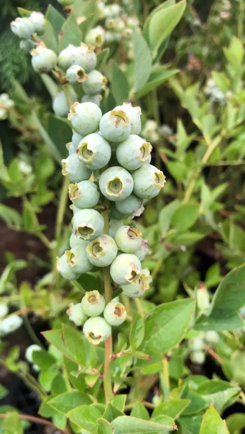 نهال اصل بلوبری و رزبری  میوه‌ دهی عالی و مقاوم|گل و گیاه طبیعی|قائم‌شهر, |دیوار